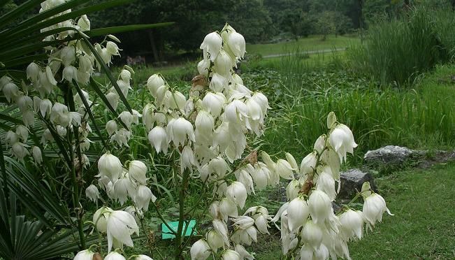  「强健」丝兰，一种百合科类植物，性强健，最容易存活?