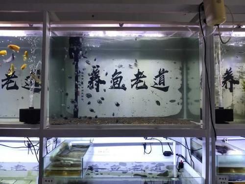  #养鱼老道#观赏鱼长期在鱼缸下水处徘徊、聚集，这是很危险的，可能死鱼