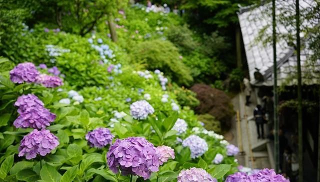  『喜欢的花卉』门口光秃秃的？栽种上这4种花卉，花期长好养护
