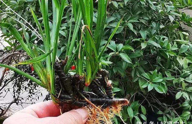  「植物」兰花、菖蒲、麦冬，三种最容易混淆的植物，知道这些就不会买错