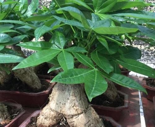  「吸收」客厅盆栽花选2种植物做盆景，既好看又招财，连净化器都省了
