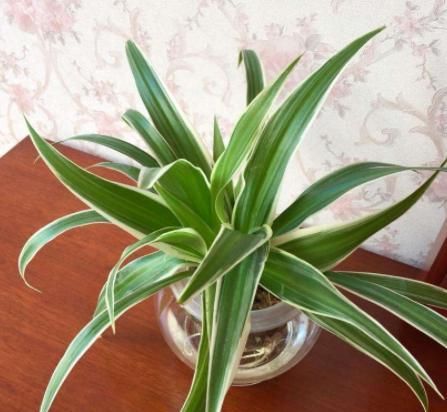 「吊兰的根」吊兰根系'撑爆'盆?跟着小编学,养根、分株,花盆都装不下