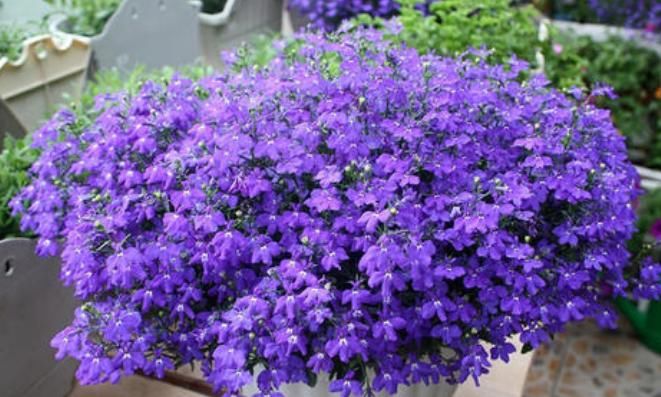  阳光|山东当下都喜欢种植哪些花卉？这几种也很适合新手