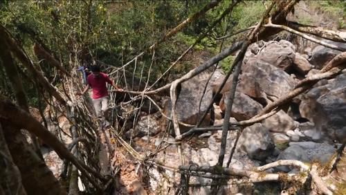 世界上最特殊的桥梁，印度人用树种出来，500余年越用越坚固！