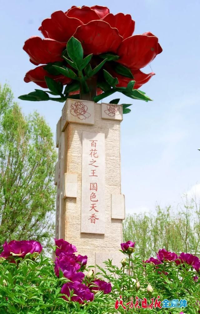 「牡丹花」牡丹花开在临夏 这里有看得见的夏意!