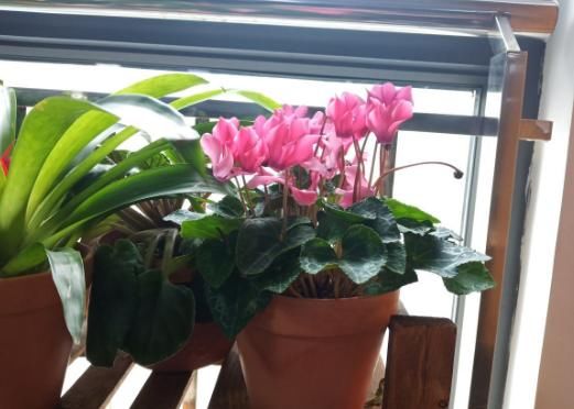  『花儿』谁说开花期间不施肥？这花偏要在花期施肥，不然花儿早早就谢了！