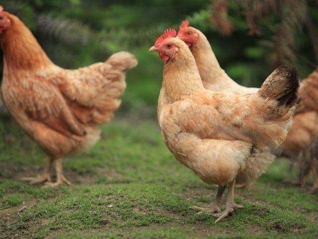  母鸡：农村怪相：商贩在农村高价收购老母鸡，年岁越久的越好，