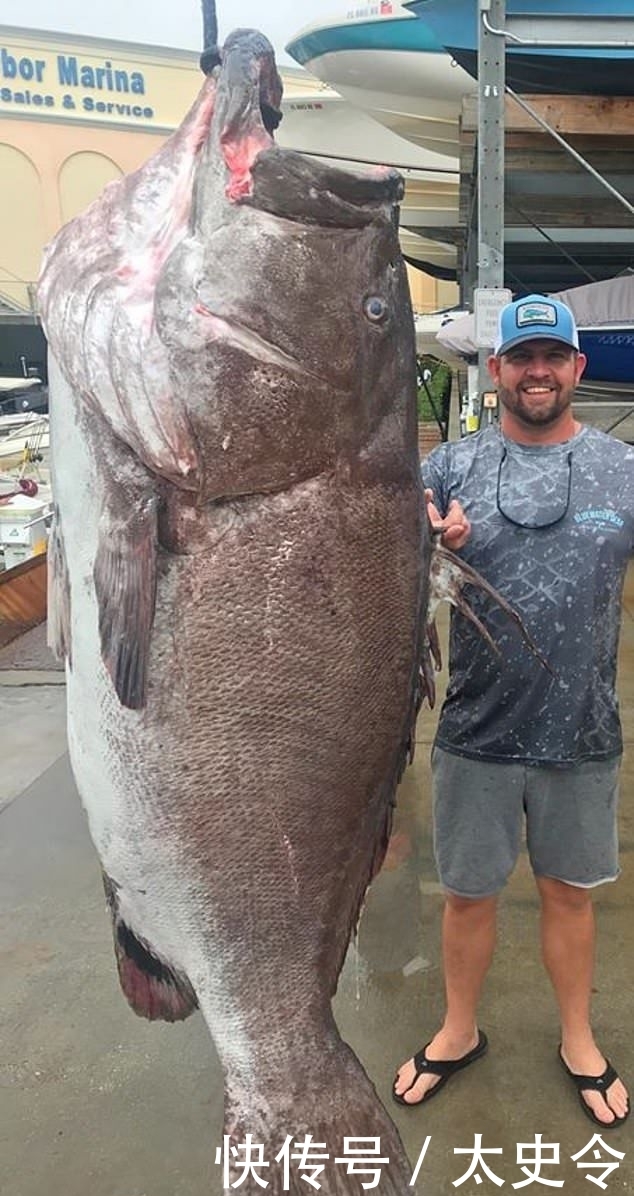  「耳石」比人还高 美渔民捕获近318斤重的濒危大鱼(图)