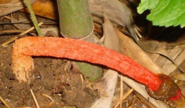 这种野生物，野外看到不要踩，现在极为珍贵，微毒勿食