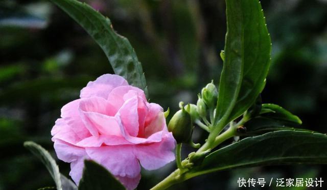 #家里#喜欢在家里养花,就养盆花大色艳的,花期长达200天,越养越喜欢