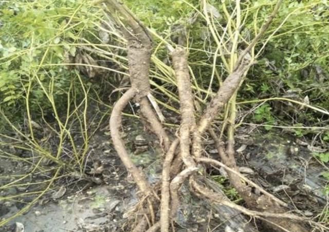  [种植物]在河岸、沟谷，有1种珍贵的“野草”，人称“黄芪”，价值高！