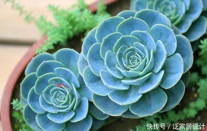 种植经验■多肉玉蝶养活不难,养美要下一番功夫