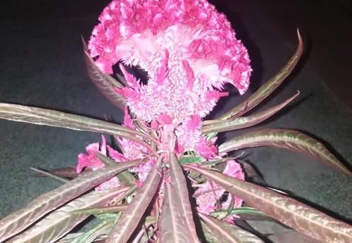  『记得』小时候的鸡冠花你们还记得吗?在家养一盆，迷人寓意好