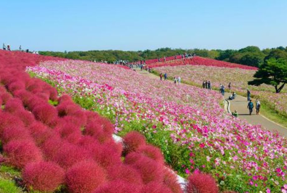  [世界]世界上最委屈的植物，在中国被做成扫把。在日本身价百倍