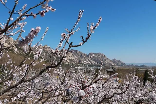 花开成海！！！再过半个月，海淀这座山将美成童话！
