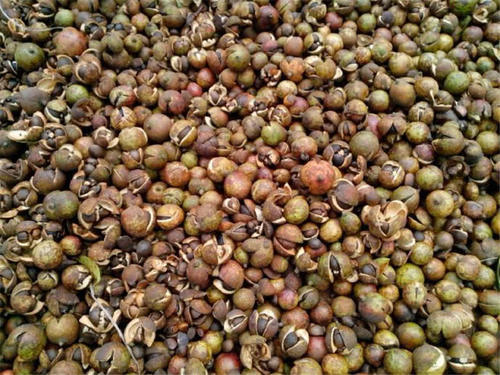 用这果子榨油，营养不输橄榄油，一斤60元热卖，农民却不愿种植