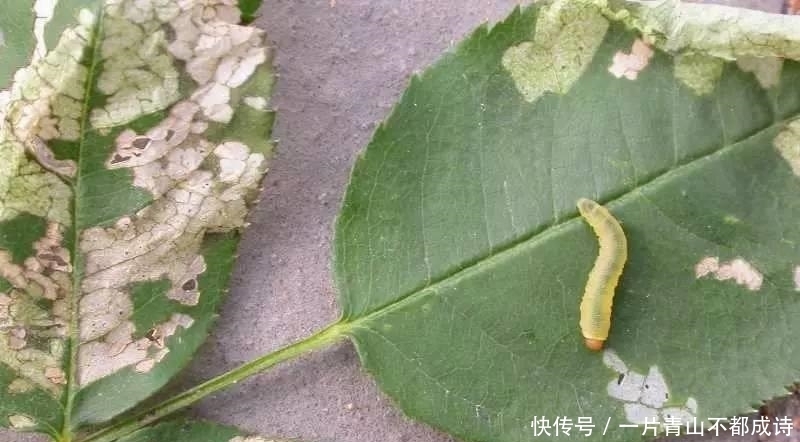 病虫|没想到月季是药罐子,几天没药就长满虫子