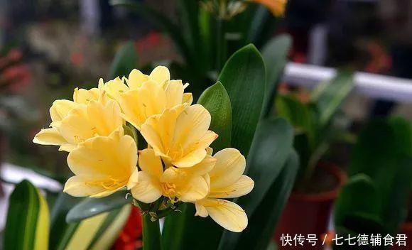  [冬季室内]离过年只剩十几天，这15种花年味十足，再不准备就迟了