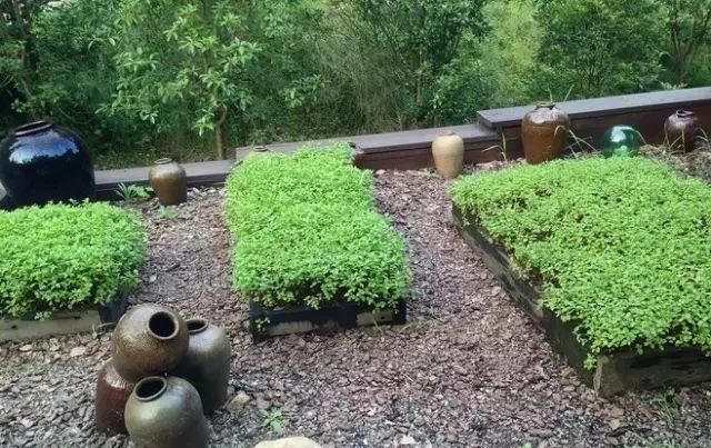  「小院」理想中的乡村小院