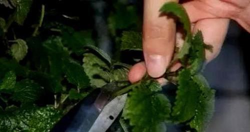  「家里」好养又好繁殖的3种花，给你一片叶子，就能把家里爆成花海