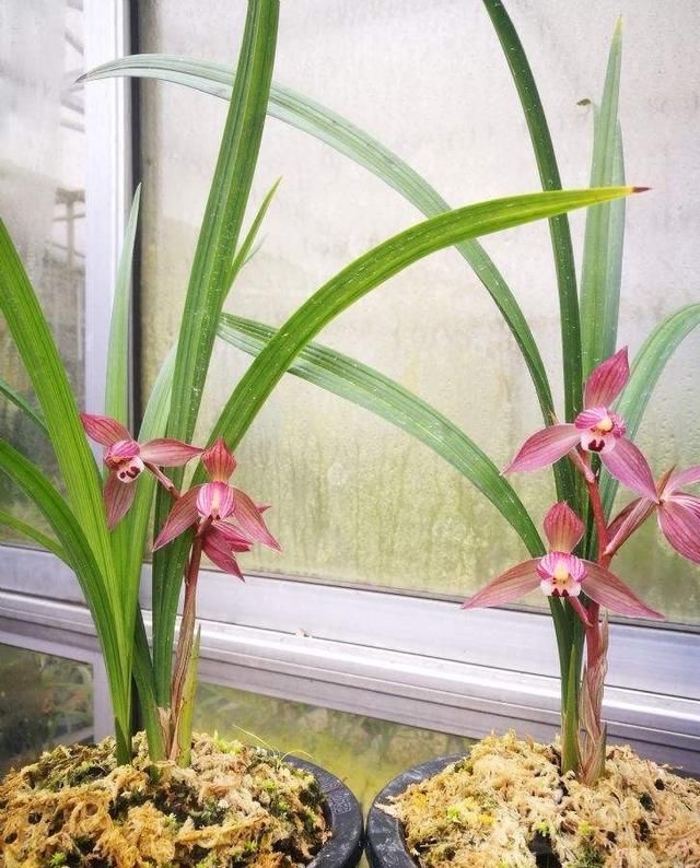 开爆:兰花春剑怎么养?记住“3招”,根系壮,花更多,苗更旺,开爆盆