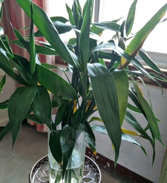  「家里」家里有这3种花，每月都要剪一刀，黄叶全消失！