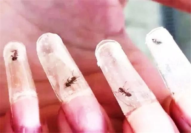  #美甲#将蚊子封印在美甲里！这种操作太独特，有点不敢伸手的样子