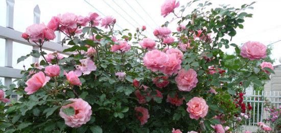  『小花』居家养这几款小花，观赏价值高花期长，年年开花不断，花色多又艳