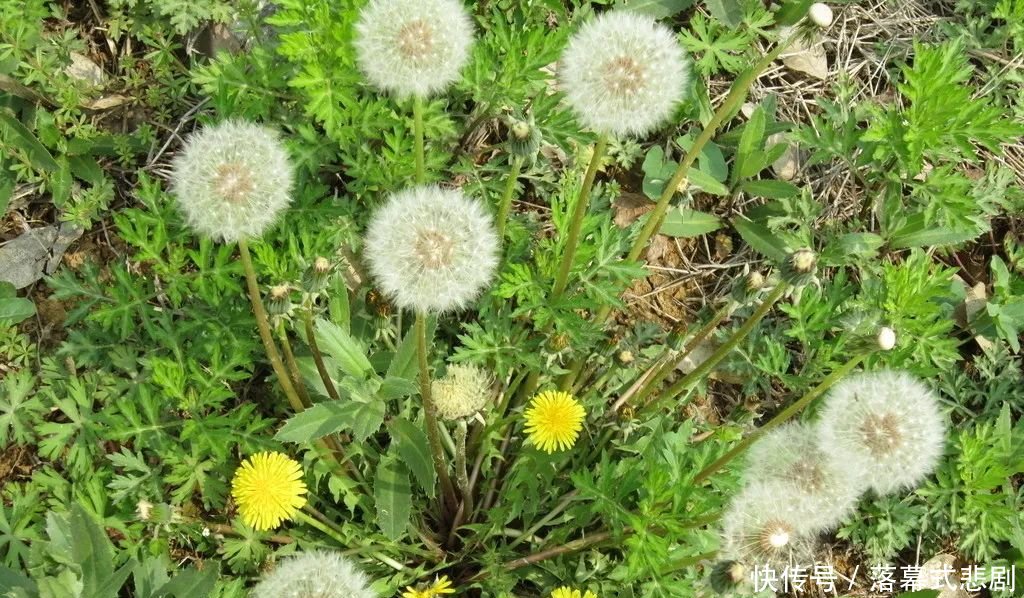  『错过』农村的蒲公英正是开花之际，除了好看外用途也大着呢，不要错过！