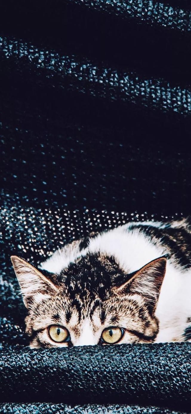  『星球』80张超可爱的猫咪壁纸丨我来自喵星球，来地球只是为了遇见你
