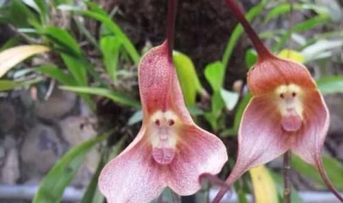  『植物』长有“猴脸”的植物，像一只只猴子挂在枝头，也能在任何季节开花