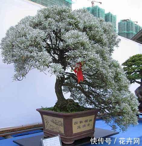 这种盆景在西藏常见，宏伟壮观，这便是“雪松盆景”！
