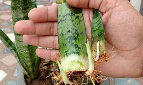 「轻松」虎皮兰繁殖方法，一个劈八瓣，一个剪八段，轻松养了一大片