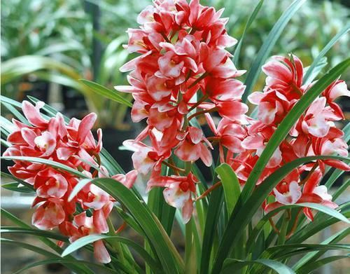  盆栽■盆栽红贵妃，花中香祖，红杆红花红遍天，四季开花，花量大易养活