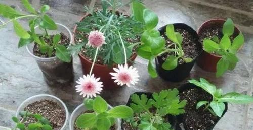 「高温」这“2种”花,高温天也能“花开不断”,让你整个夏天都有花可赏