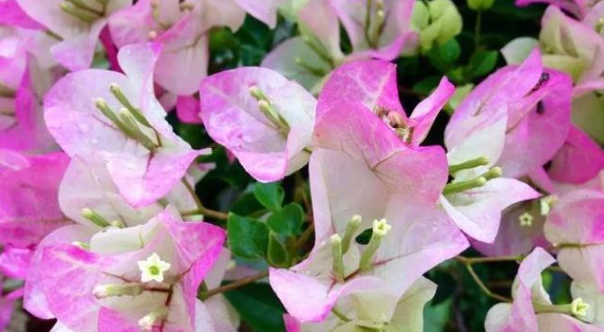 #长春花#4种花被称为“开花王”,沾土就活,轻松开爆盆,四季有花赏!