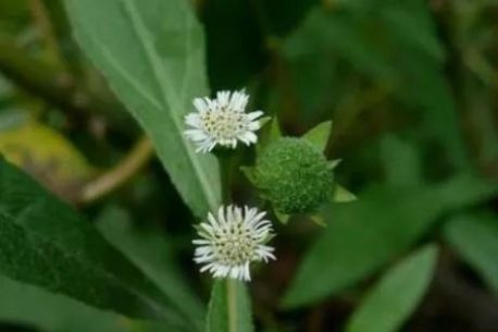  高能|农民种植一常见的野草，才知价值高能补肝肾，白发、脱发不用愁！