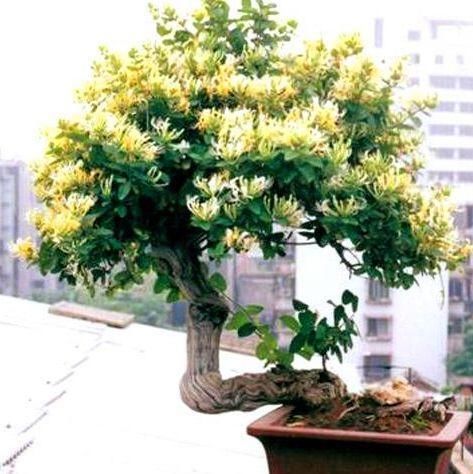  「迎春花」这3种植物开花达100天，越“老”越有价值，还能当作“传家宝”！