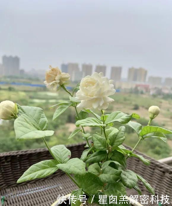  『品种』3种重瓣茉莉花品种，花朵华丽，浓香扑鼻