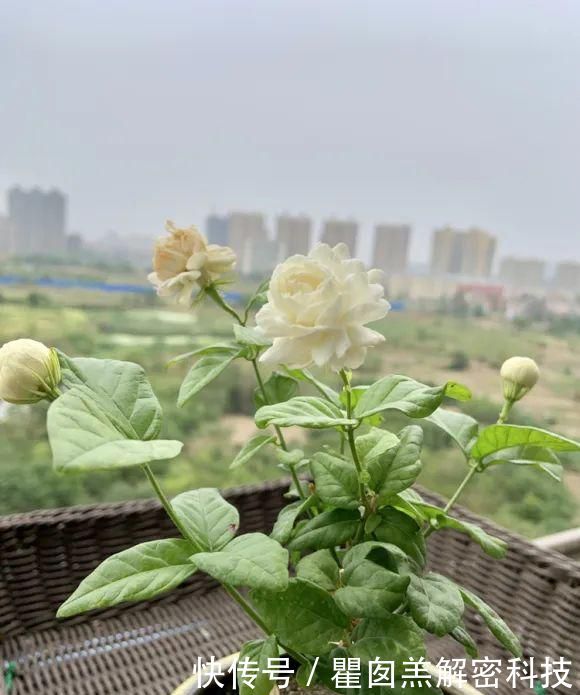 『品种』3种重瓣茉莉花品种,花朵华丽,浓香扑鼻