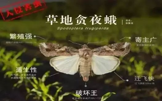  [农业农村部]紧急行动！沙漠蝗入侵云南，还有更严重的“幺蛾子”！