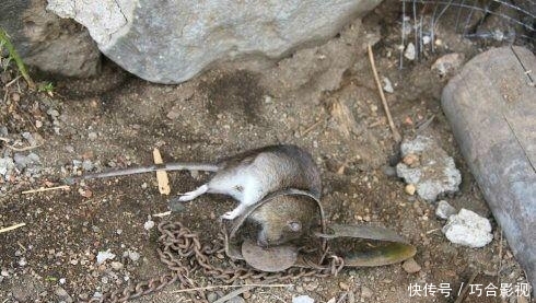 为什么现在在城市和农村都很少见到有老鼠？