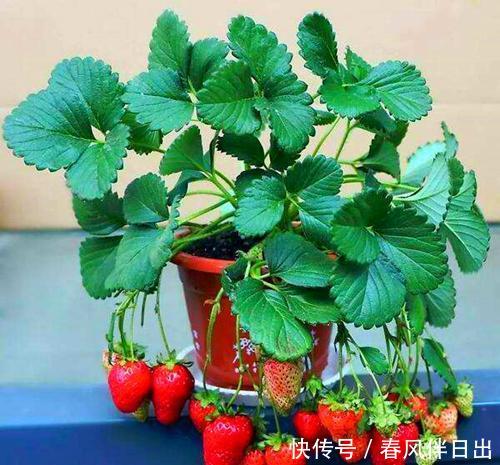 盆栽@这2种水果别扔籽,处理好埋盆里,扎根发芽养成绿叶盆栽