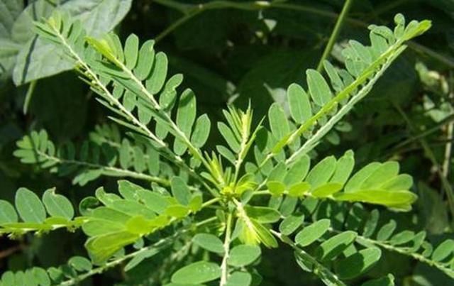 「绿果」这种野草生的有趣,叶片下面全是小绿果,一打听名字还叫“潮汕”