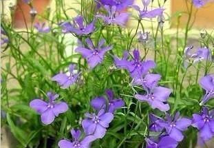  『锦簇』开花锦簇美不胜收，翠蝶花养护起来真简单，做成盆景真好看！