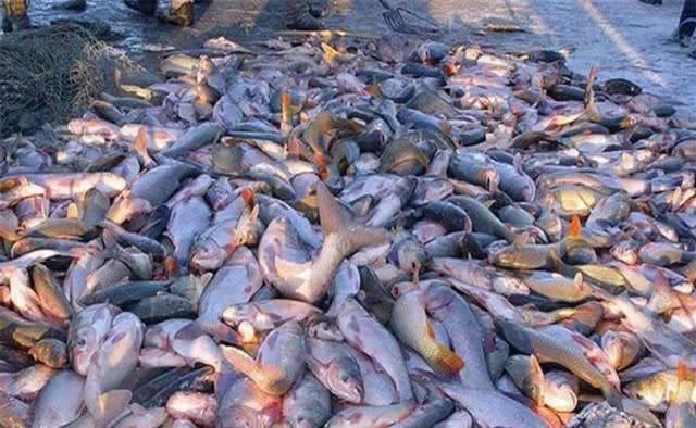 查干湖的鱼为什么越捞越多了?渔民:你看这群商人,哪有这么干的