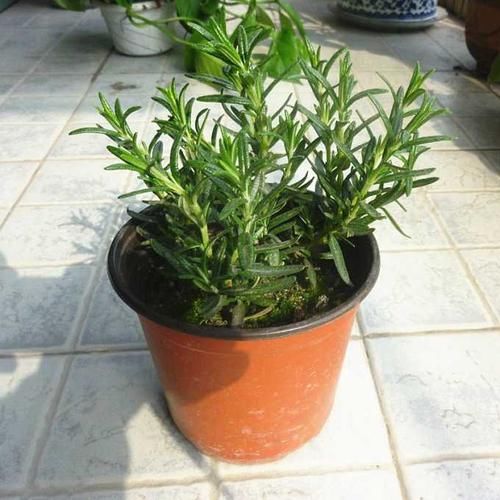 「摘点」厨房盆栽香草植物，做菜的时候随手摘点！