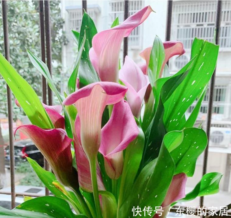 『夏季』3种花夏季要“勤”浇水,浇水越多开花越多,美爆一整夏!