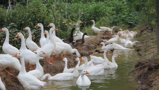  养鹅：果园里养鹅对果树有影响吗？
