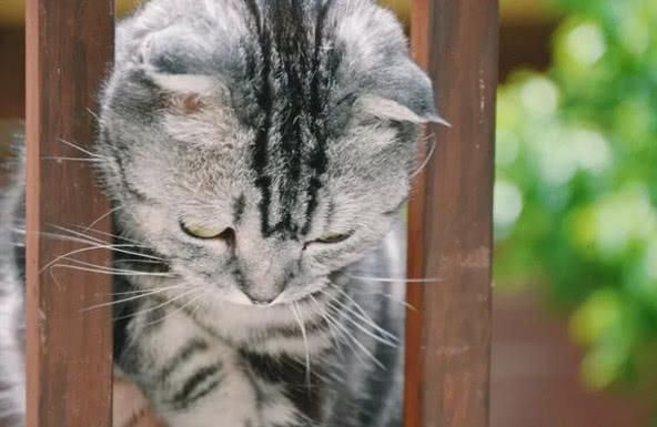 关于猫咪的谣言，你听过多少？我看简直就是胡说八道！